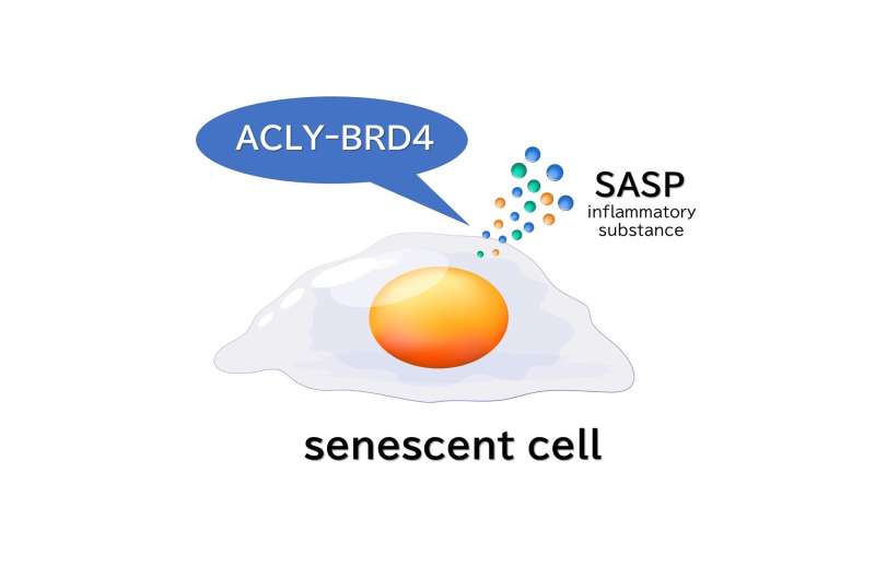 Kumamoto University researchers identify key enzyme in aging cells to promote healthy aging