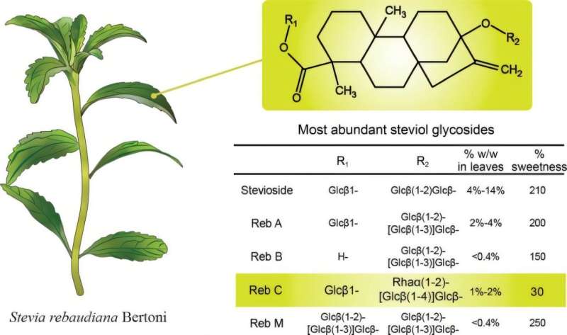 Innovative chemoenzymatic approach enhances stevia sweetness through glycosylation of rebaudioside C