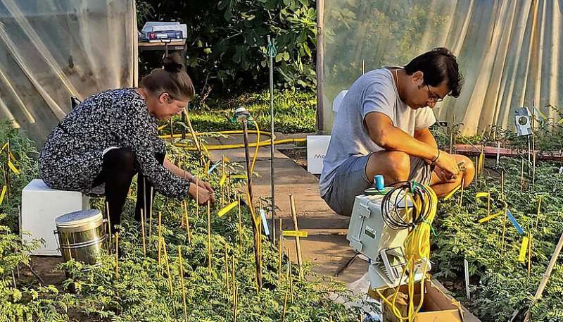 Study shows chickpeas are a drought-resistant legume plant with a high protein content