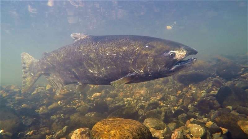 Chinook salmon face habitat challenges