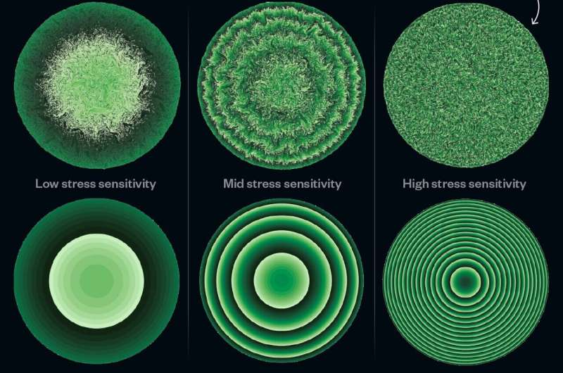 Claustrophobic cells slow their own growth, forming beautiful patterns of concentric circles