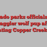 Colorado parks officials seek straggler wolf pup after relocating Copper Creek pack