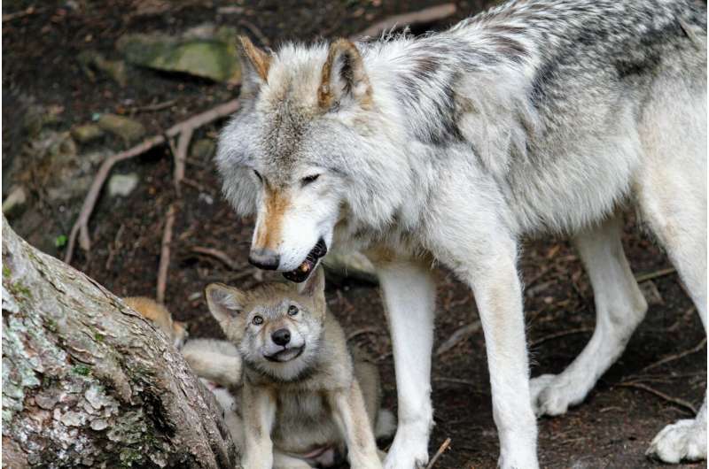 wolf pups