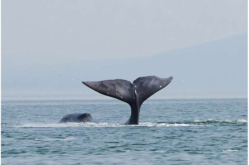 Commercial whaling and climate change are inhibiting evolutionary change in Arctic whales