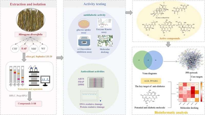 Compounds from Mitragyna diversifolia harbor antidiabetic and antioxidant potential