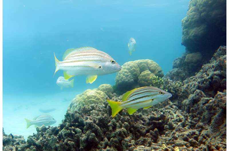 'Stripeys' feeling the impacts of marine heat waves on Great Barrier Reef