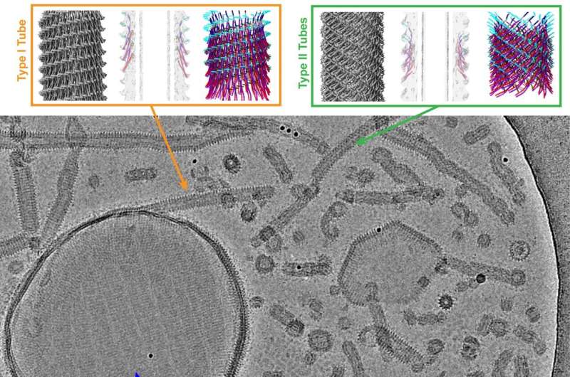 Fascinating insights into the cell's repair system