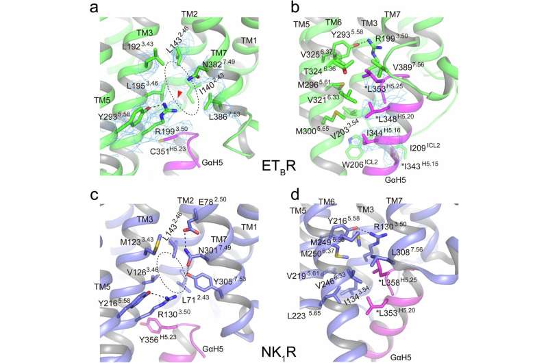 Elucidating the complex structure of the blood vessel contraction factor endothelin, its receptor protein, and G protein