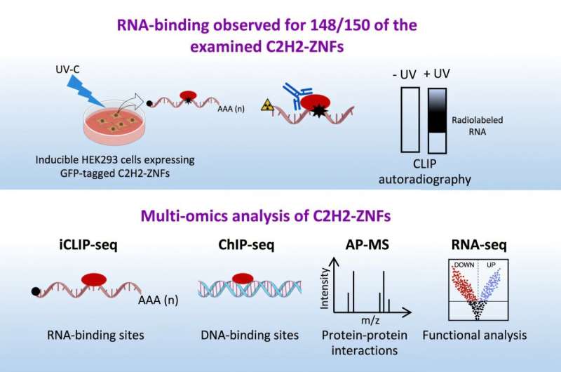 U of T researchers discover DNA-binding C2H2 zinc finger proteins also regulate RNA processing