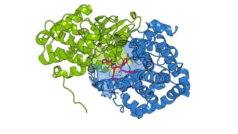 Seeing double: Designing drugs that target "twin" cancer proteins