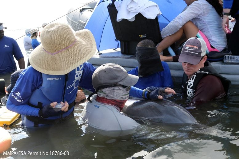 Microplastics Detected in Dolphin Breath