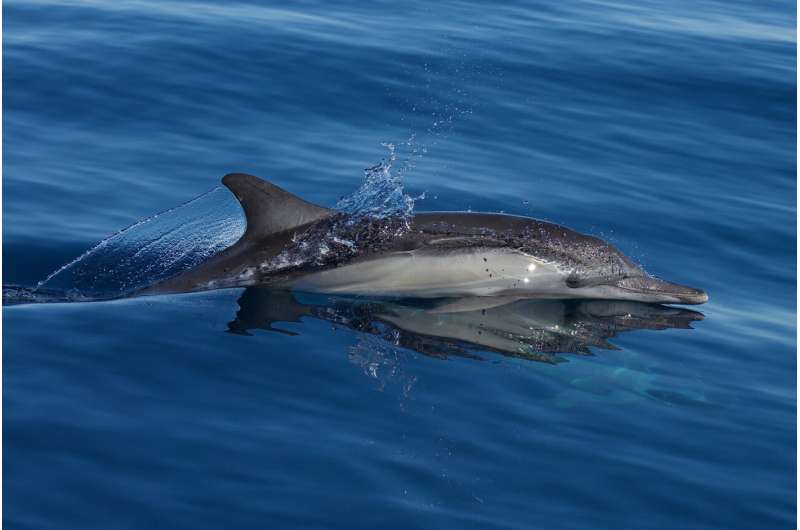 Dolphins sense military sonar at much lower levels than regulators predict