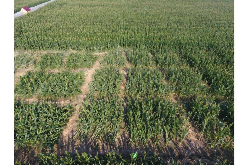 Drones prove effective way to monitor maize re-growth, researchers report