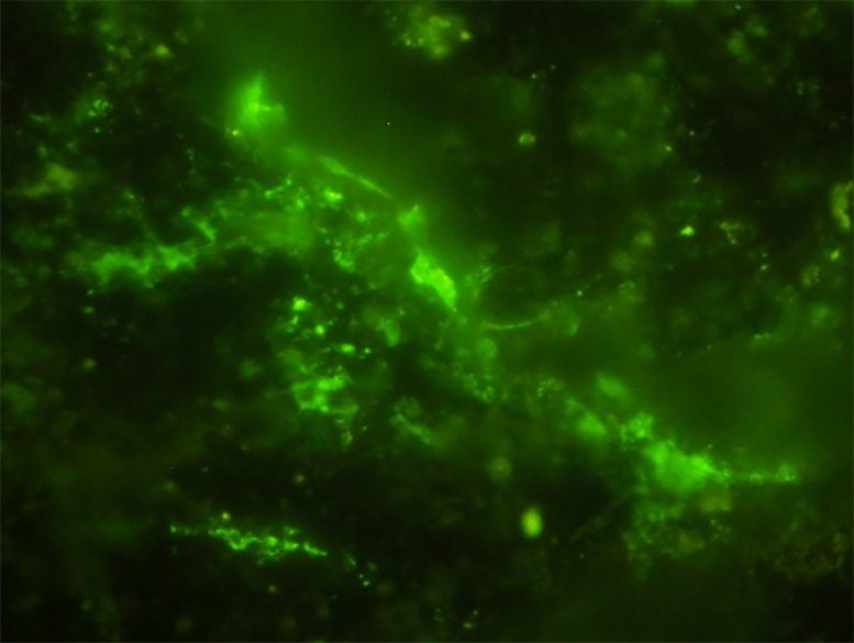 Microbial Cells From Bushveld Igneous Complex Rock