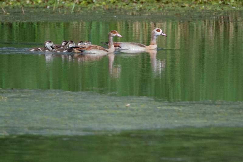 Egyptian geese are becoming a common sight in Moselle, eastern France