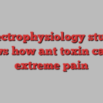 Electrophysiology study shows how ant toxin causes extreme pain