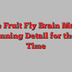 Entire Fruit Fly Brain Mapped in Stunning Detail for the First Time