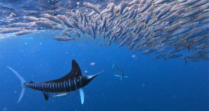 Fast prey: Even non-attacking predatory fish benefit from group hunting at high speed