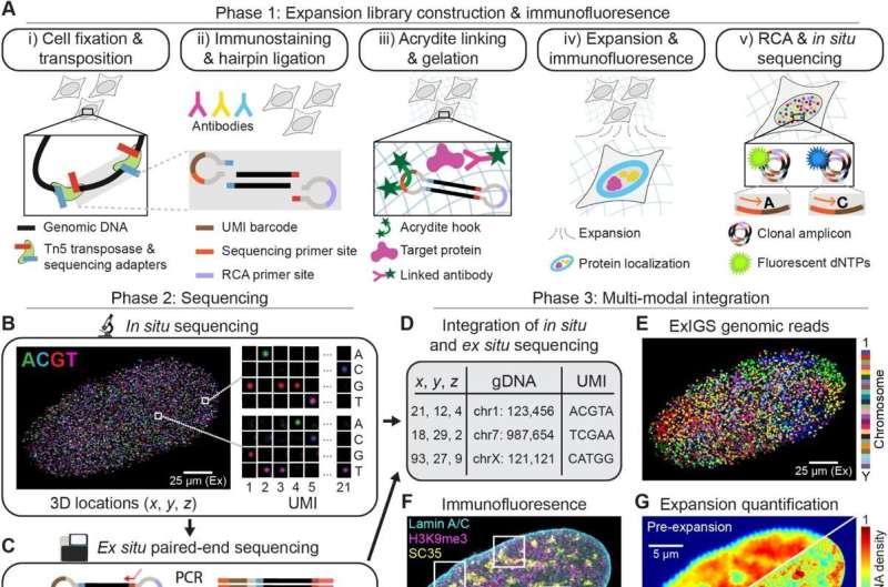 Expansion in situ genome sequencing innovation makes hidden DNA-protein interactions visible