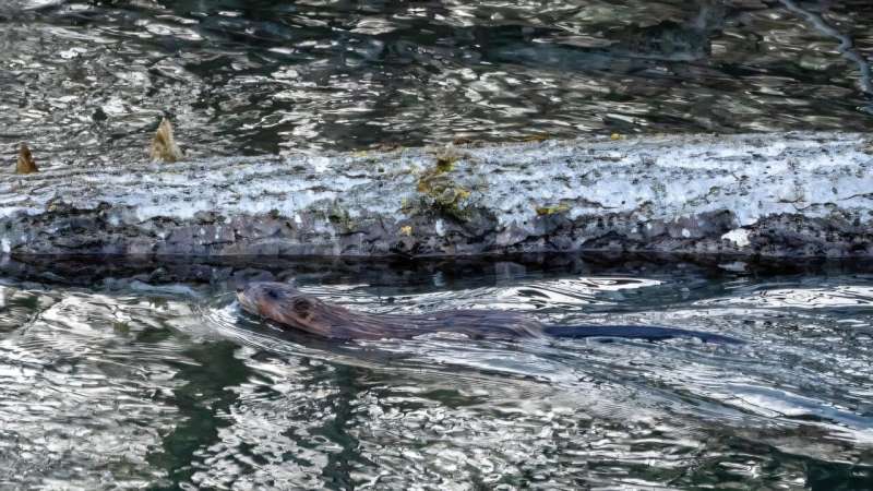 The beaver, a controversial mammal