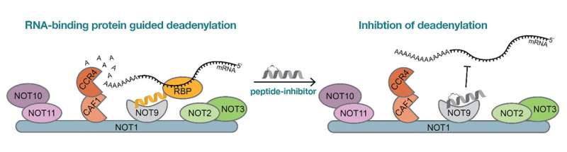 First mRNA stabilizing substance could open new ways in the development of innovative mRNA therapeutics