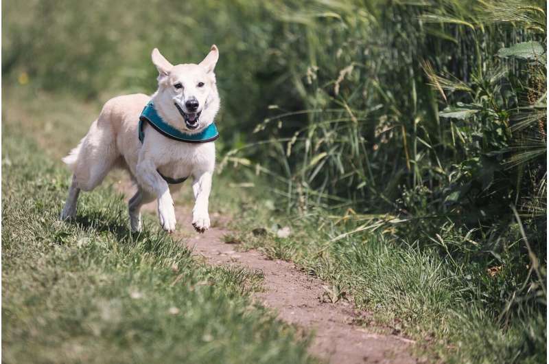 happy dog running