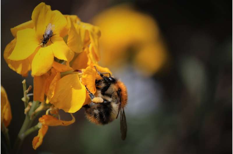 Gardens prevent pollinators from starving when farmland nectar is scarce, new study finds