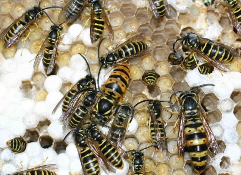 Genome sequencing could unlock answers to yellow jacket behavior