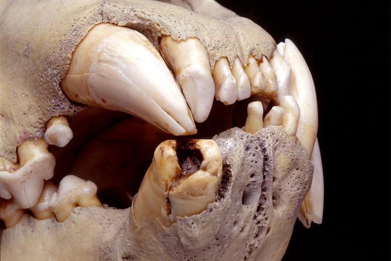 Lion Skull With Broken Tooth