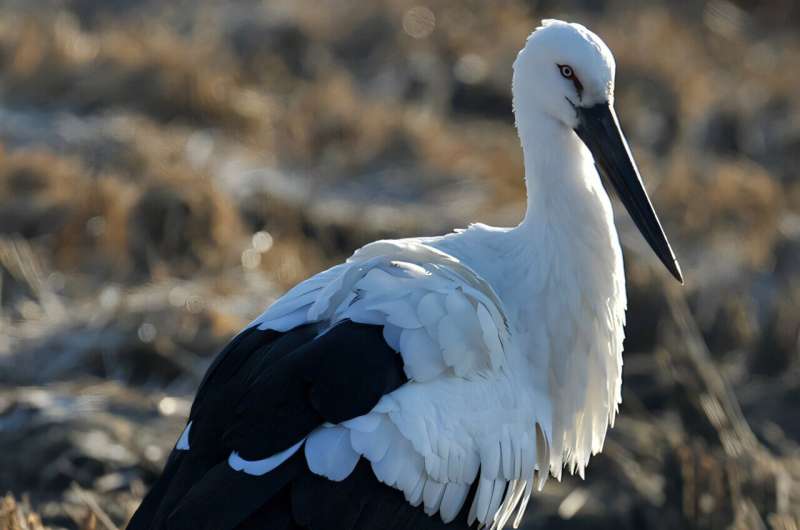 A visit from the stork brings genomic hope for this endangered species