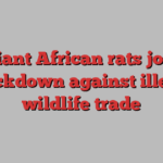 Giant African rats join crackdown against illegal wildlife trade