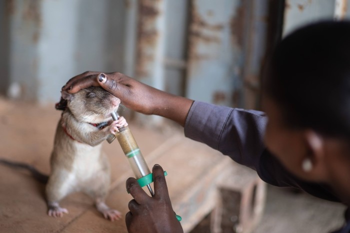 A worker feeds a rat with a syringe while patting its head