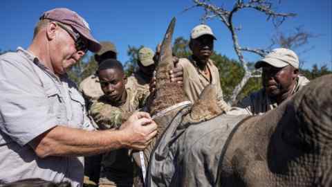 A rhino’s horn is measured by a veterinary team at Buffalo Kloof game reserve near Gqeberha, South Africa