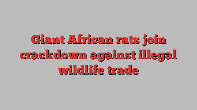 Giant African rats join crackdown against illegal wildlife trade