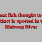 Giant fish thought to be extinct is spotted in the Mekong River