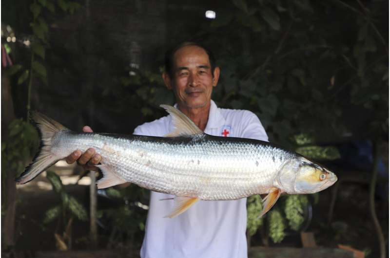 Giant fish thought to be extinct is spotted in the Mekong River