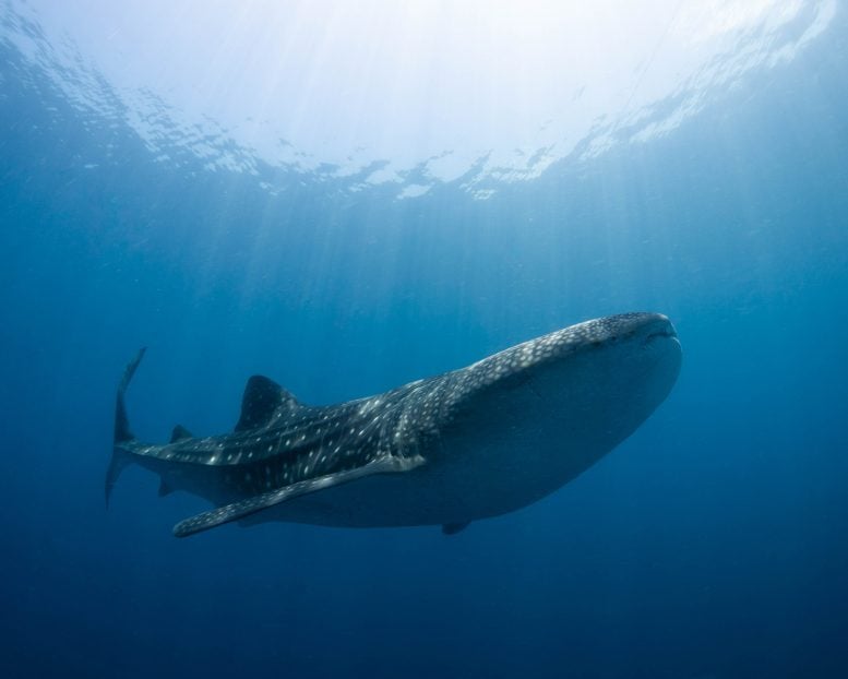 Whale Shark Swimming