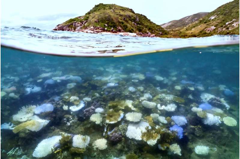 Coral bleaching -- such as that seen here around Lizard Island on Australia's Great Barrier Reef -- happens when the water is too warm