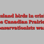 Grassland birds in crisis on the Canadian Prairies, conservationists warn