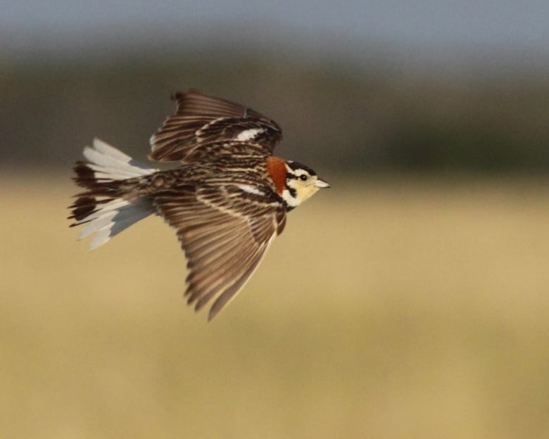 A colourful bird flies over yellow grass.