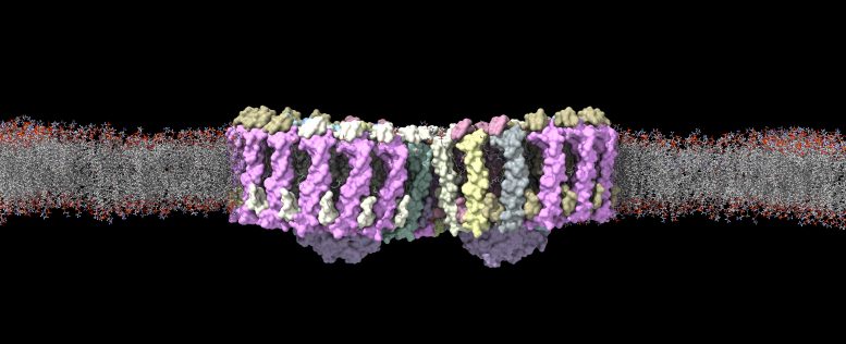 Key Photosynthetic Protein Complexes of Purple Bacteria