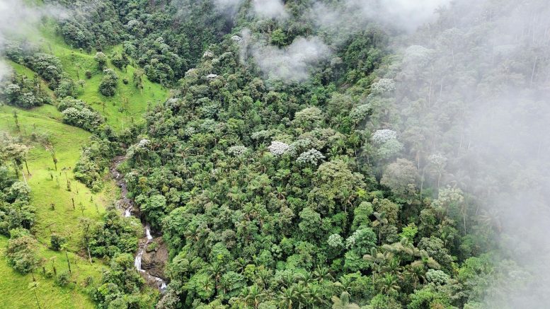 Aerial View of Centinela Range Forest