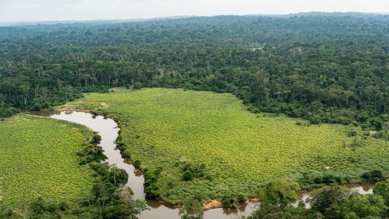 Aerial View of Congo Rainforest