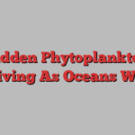 Hidden Phytoplankton Thriving As Oceans Warm