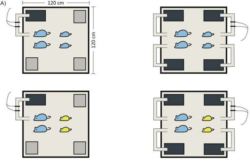 Understanding communal breeding in house mice