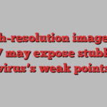 High-resolution images of RSV may expose stubborn virus’s weak points