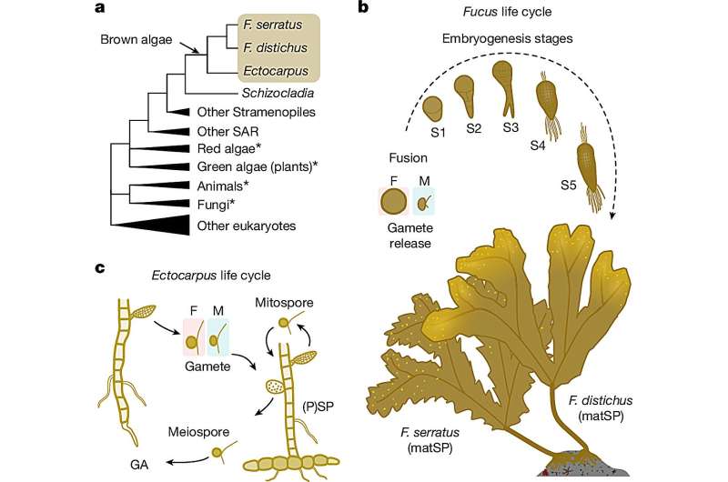 Hourglass model of complex multicellularity found in brown algae