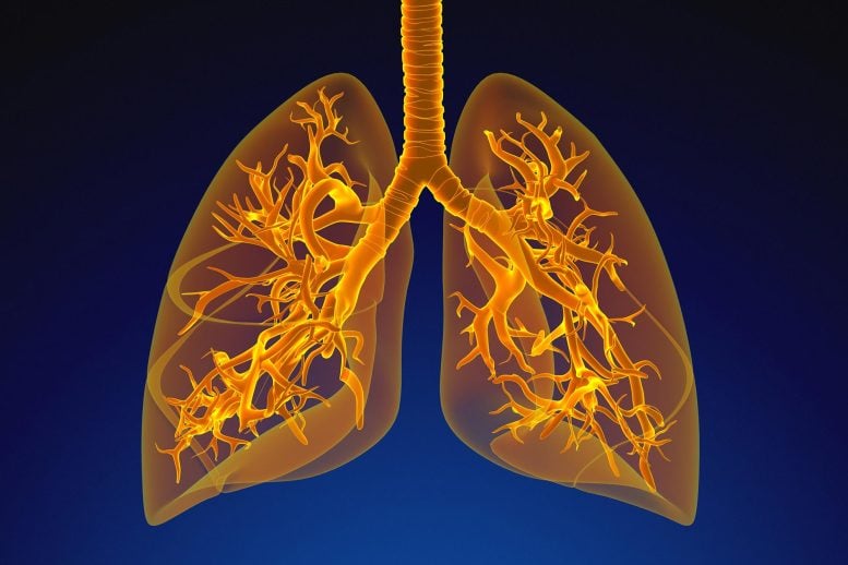 Lungs Anatomy Human Respiratory System