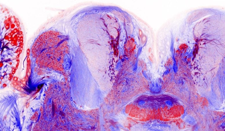 Heliconius Butterfly Brain