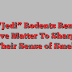 How “Jedi” Rodents Remotely Move Matter To Sharpen Their Sense of Smell